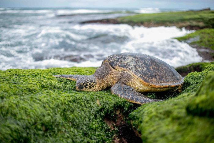 A turtle sits on a mossy rock, by the sea, symbolising slowing down your content marketing activity until you've defined your business goals.