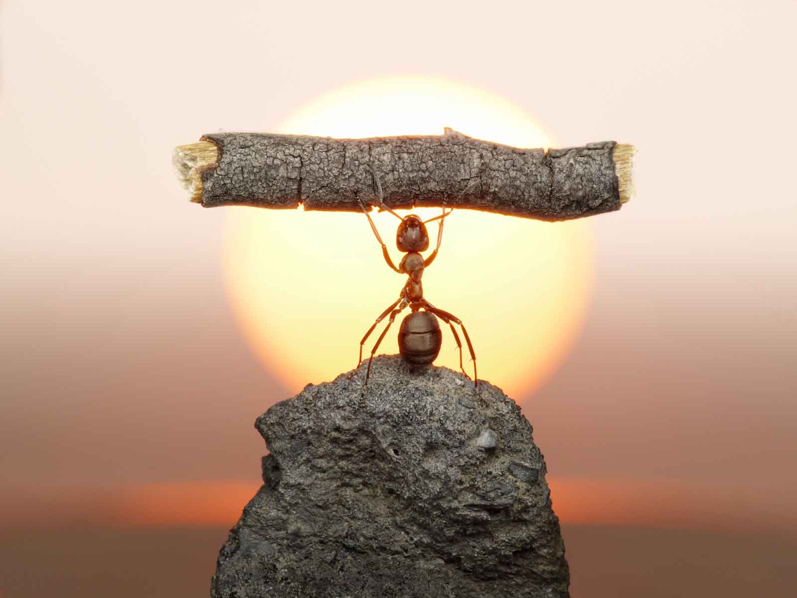 An an holds a big stick aloft, symbolising capability building. It's a really cute pic. This ant is a dude.