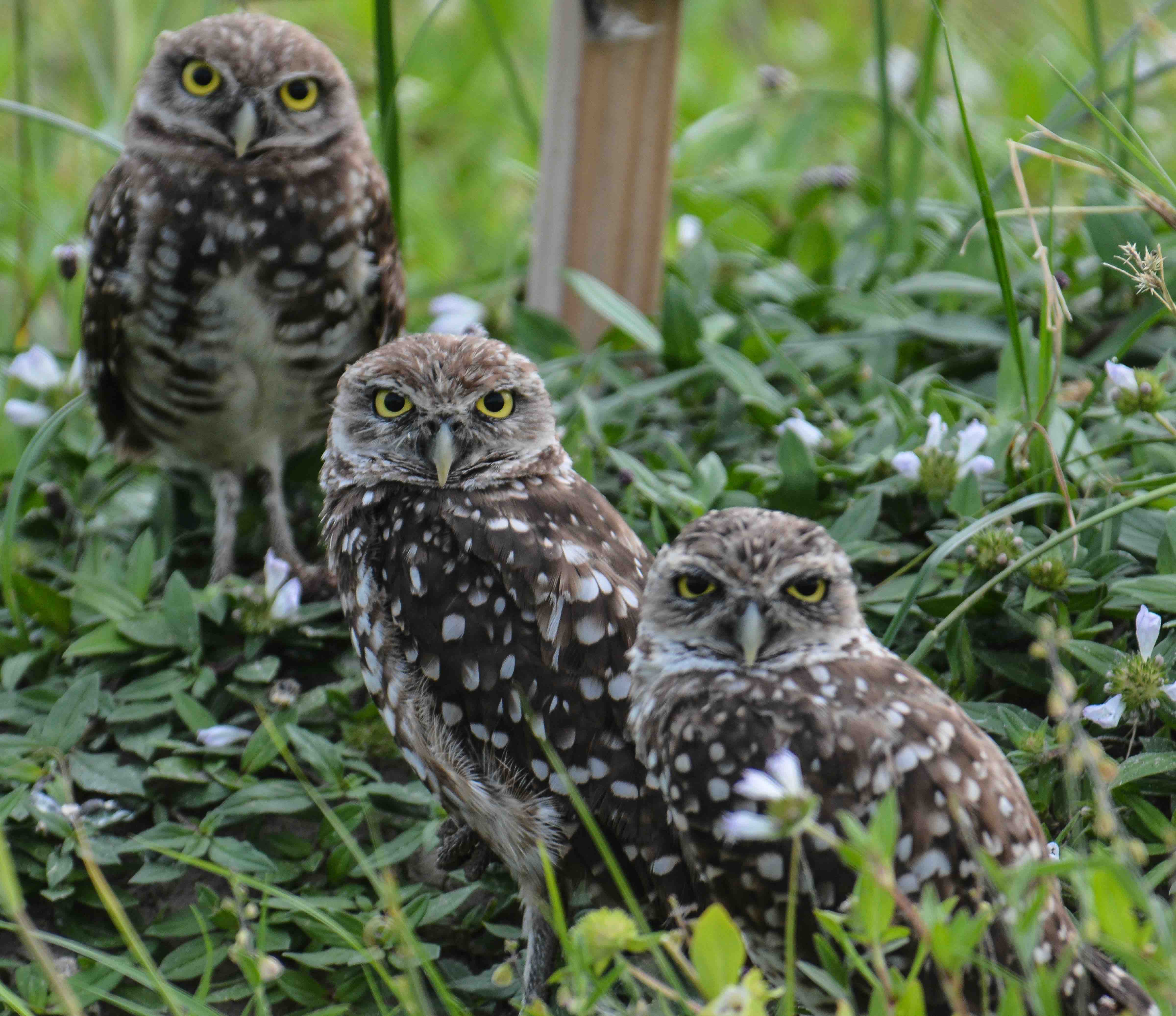 3 owls, symbolising the 3 things you'd be wise to do before you even start content marketing.