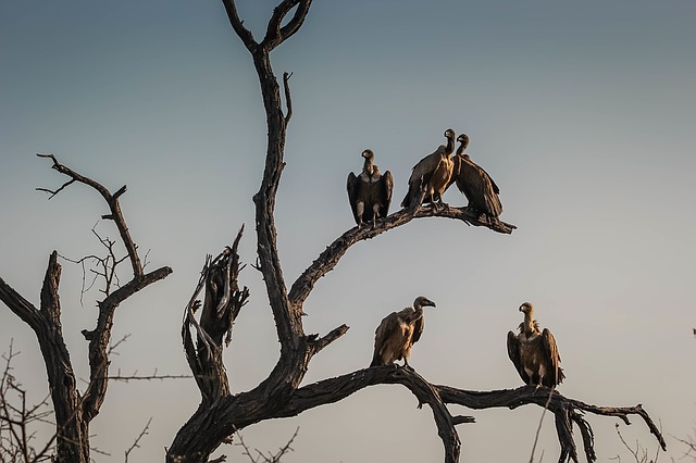 Vultures, symbolising the supposed death of the press release.