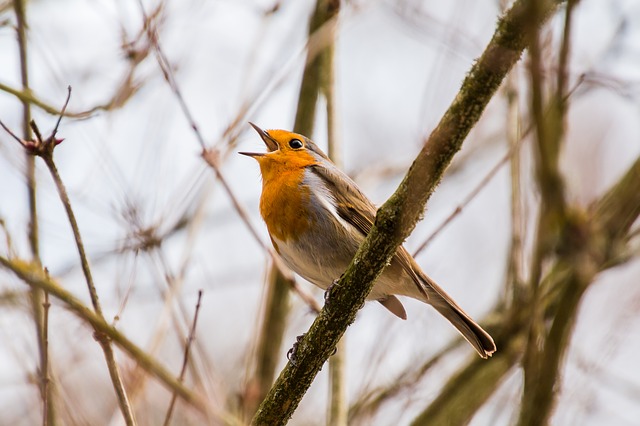 A robin in song, symbolising the White House whistleblower.