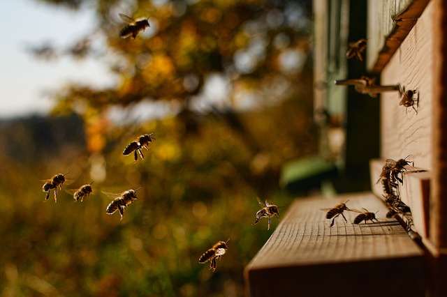 Bees buzzing to their hive, symbolising buzzwords... and single-minded cults, come to that... althought that's probably unfair to bees.