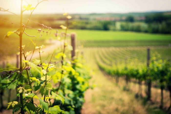 Grape vines, symbolising the need to not let a good piece of content die on the vine.