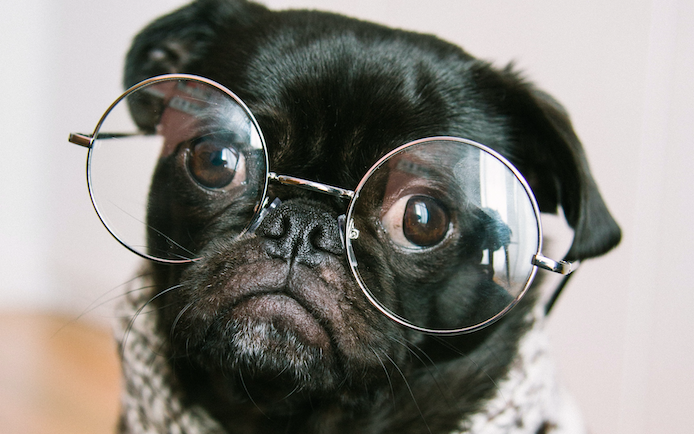 A cute pug puppy wearing glasses... to help improve his readability!