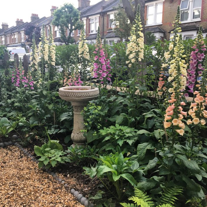 The front garden of Dan Hatch, who provides copywriting for horticultural businesses