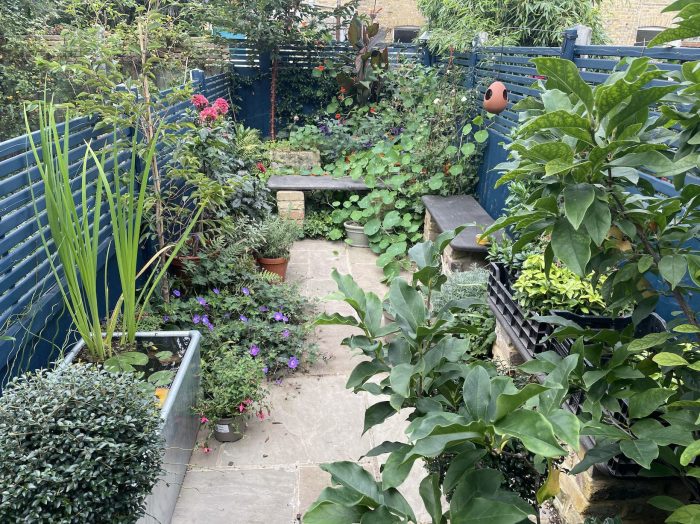 The rear garden of Dan Hatch's London home.