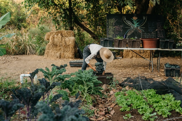 A gardener in her vegetable patch. Typeset helps horticultural businesses win awards