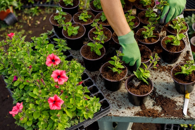 A gardener potting up petunia seedlings. Typeset offers proofreading services for garden centres and the horticultural industry.jpg