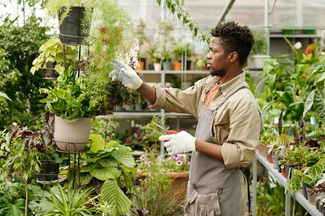 A horticulturalist working with house plants in a garden centre. Typeset helps gardening businesses win awards