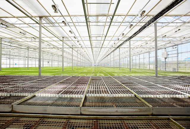 A large commercial greenhouse, Typeset writes case studies for businesses in horticultural and gardening