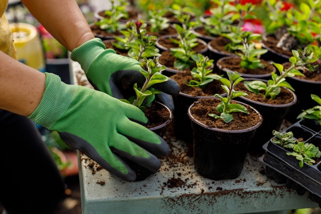 A person in a garden centre potting petunias. Typeset helps horticultural businesses write their websites