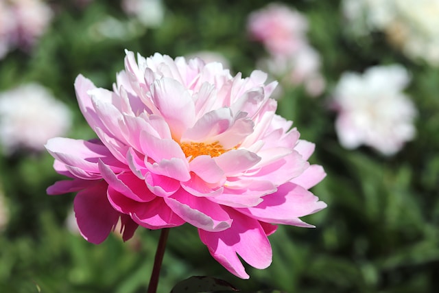 A pink rose. Typeset writes plant and product descriptions for horticultural businesses