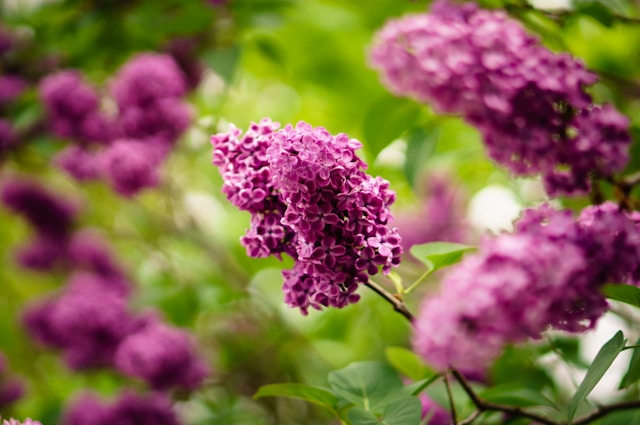 A pinky-purple lilac bloom. Typeset write plant descriptions for garden centres