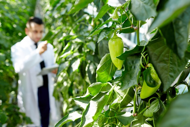 A scientist in a white lab coat with chilli plants, Typeset writes cases studies for businesses in horticulture jpg