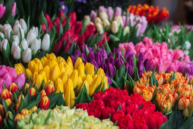 Bunches of tulips in bright colours, like you may see in a garden centre catalogue