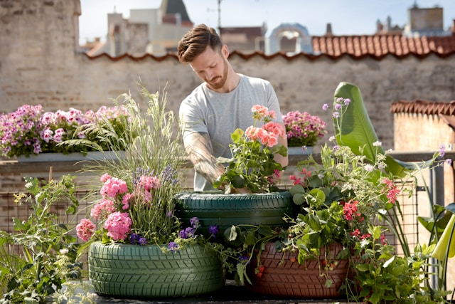 A man demonstrates planting pelagoniums in an image for a "how-to" blog for a horticultural nursery.