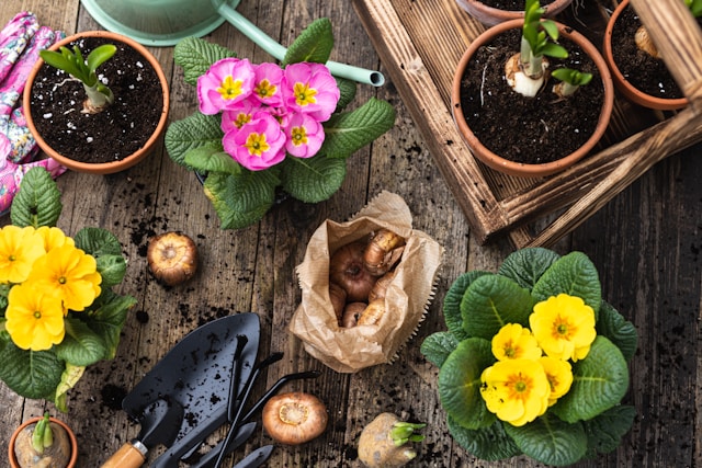 Primulas arranged on a potting table for an photo to promote a blog post for a gardening business