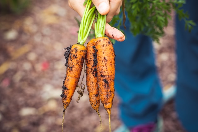 Three carrots freshly picked and covered in soil. Typeset writes website content for horticultural businesses