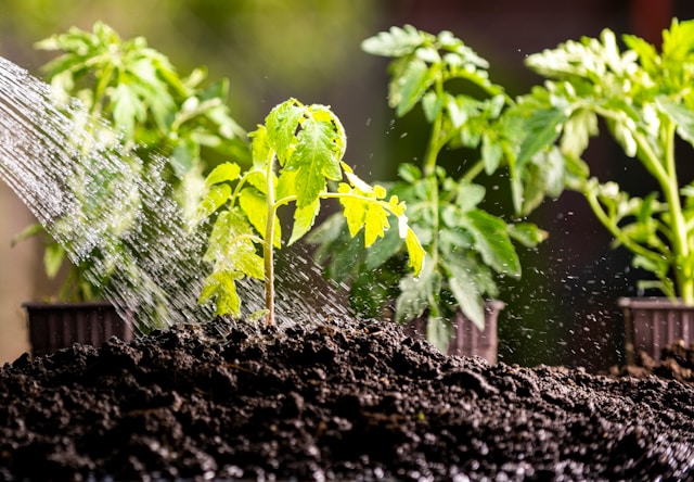Tomato plants being watered, an example image for a garden centre newsletter.jpg