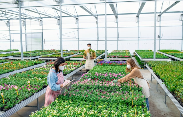 Workers in a commercial greenhouse, checking plants. Typeset helps horticultural businesses win awards