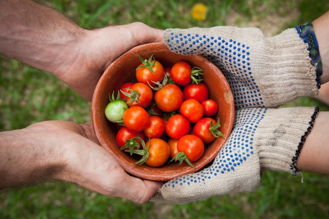two people holding a terracotta pot filled with cherry tomatoes in their hands, for a blog post.