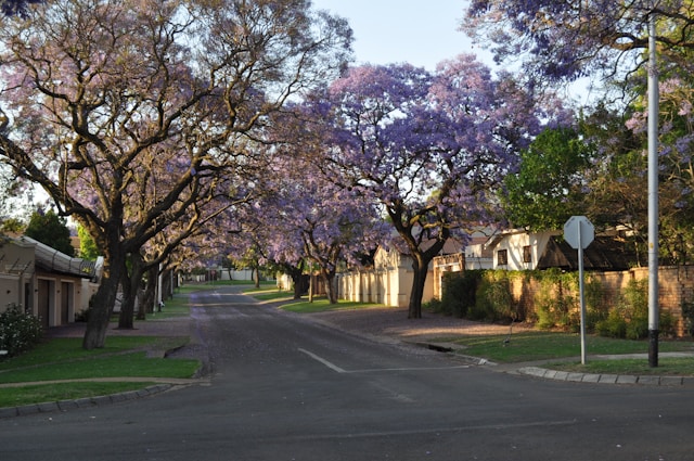 Jacaranda trees in bloom in South Perth. Typeset provides editorial services to WA councils and local governments across Australia and the world.